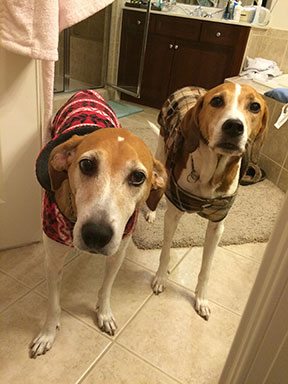 picture of Pam Gravitte's dogs